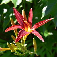 Daglelie Crimson Pirate - Hemerocallis Crimson Pirate - Bakker