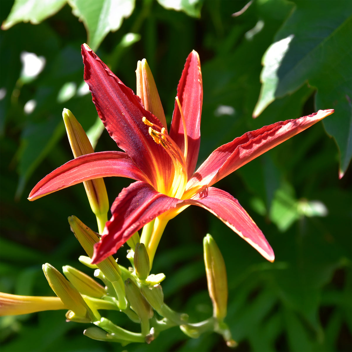 Daglelie Crimson Pirate - Hemerocallis Crimson Pirate - Bakker