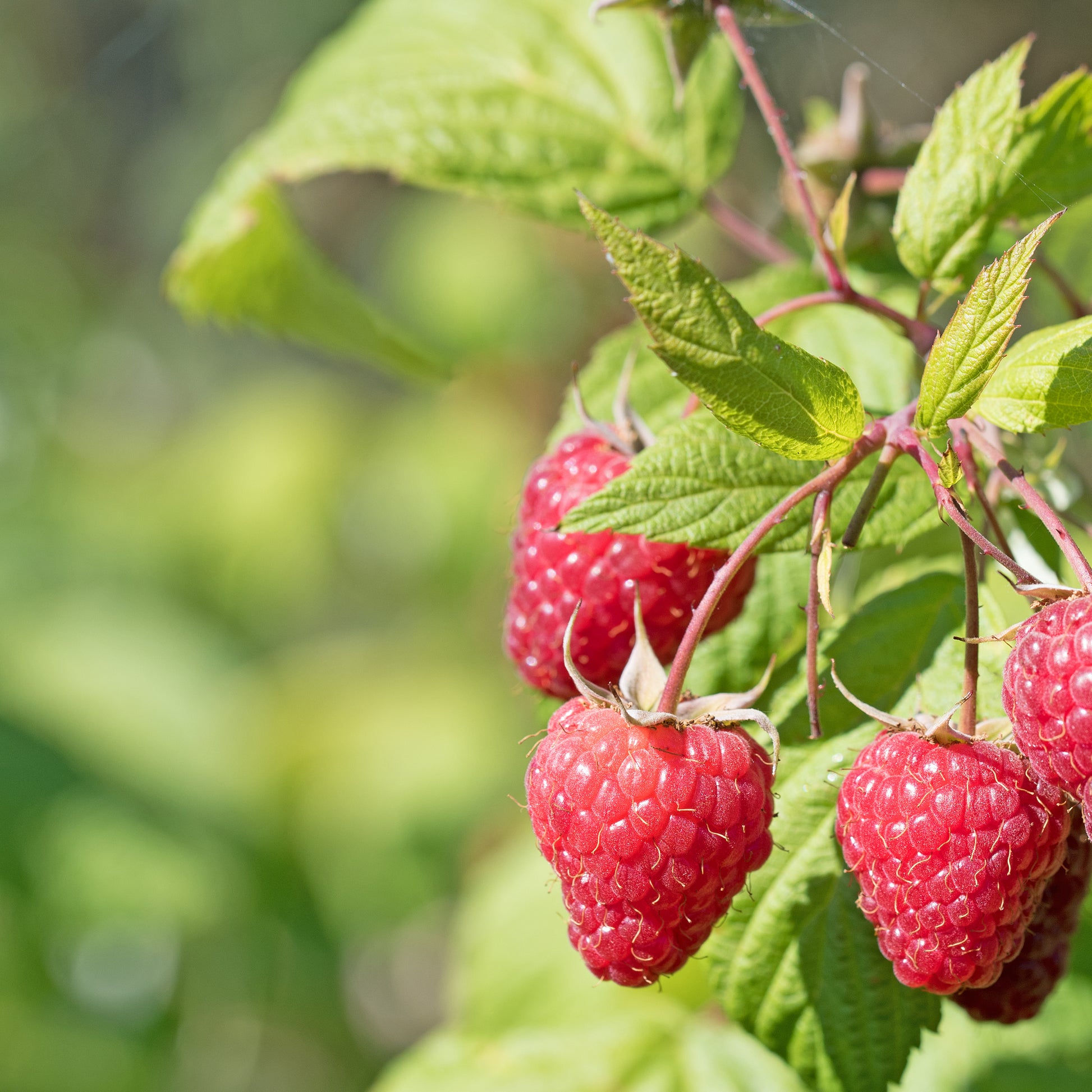 Verzameling van rode fruitbomen (x9) - Rubus idaeus 'sumo 2', ribes rubrum 'rovada', frag - Fruit