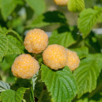Verkoop Framboos 'Fallgold' - Rubus idaeus Fallgold