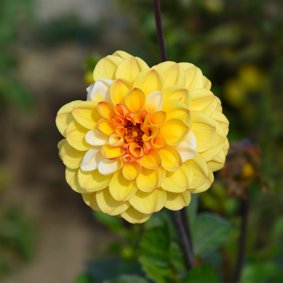 Dahlia 'Double Jill' (x3) - Dahlia double jill - Bakker