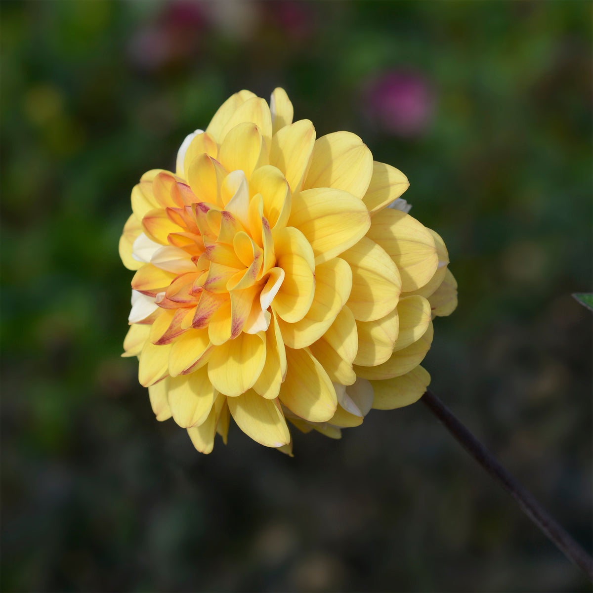 Dahlia 'Double Jill' (x3) - Bakker
