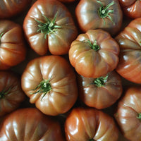 Tomaat 'Noire de Crimée' - Solanum lycopersicum Noire de Crimée - Bakker
