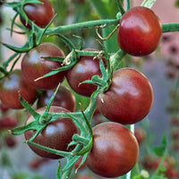 Cherrytomaat 'Chocolate Cherry' - Solanum lycopersicum chocolate cherry - Zaden