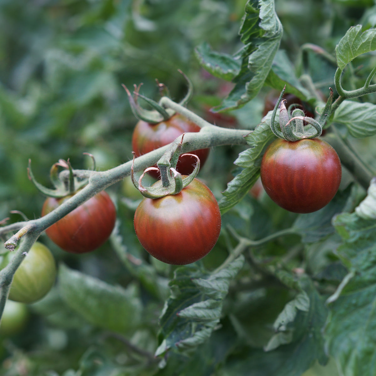 Cherrytomaat 'Chocolate Cherry' - Bakker