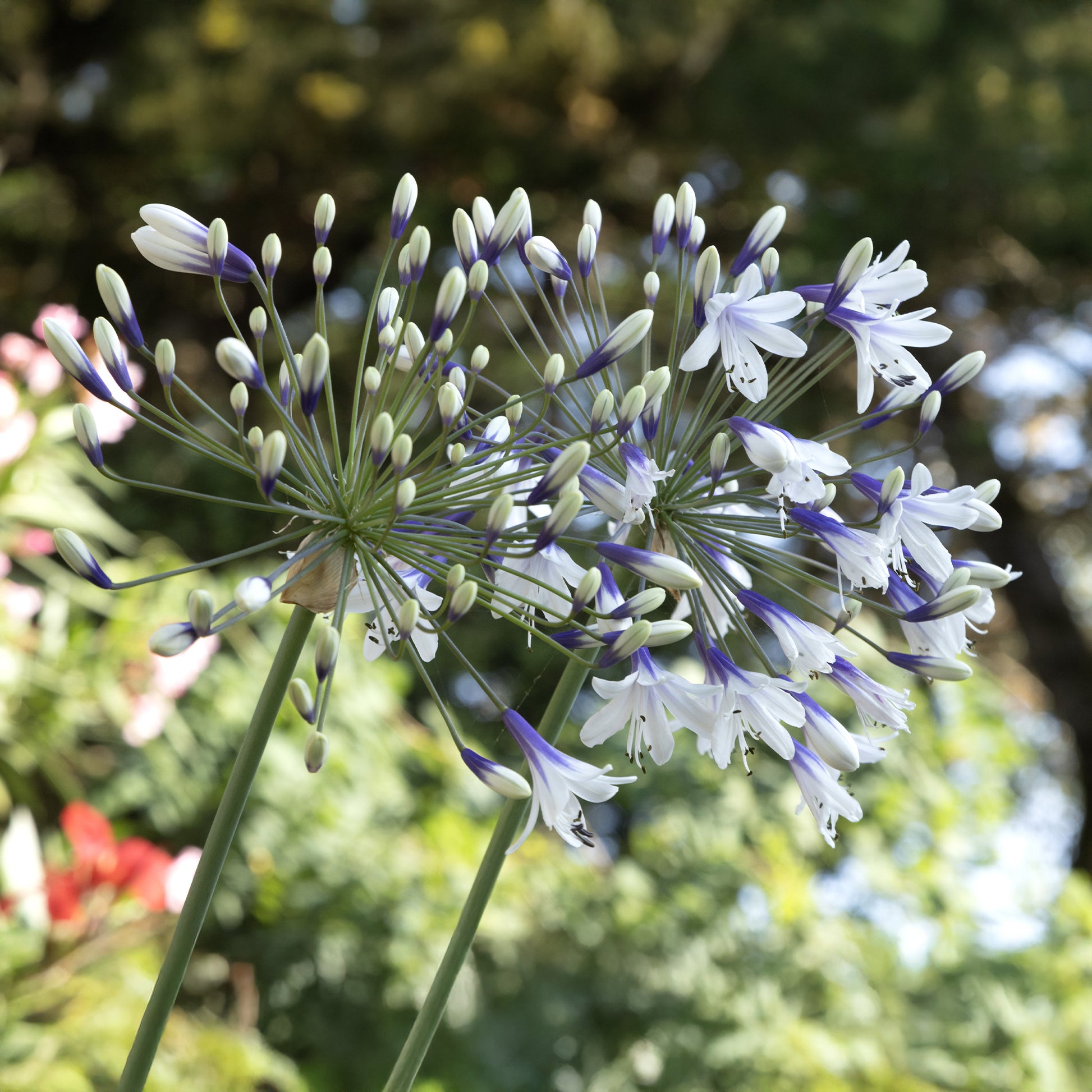 Afrikaanse lelie 'Twister' - Agapanthus Twister - Bakker