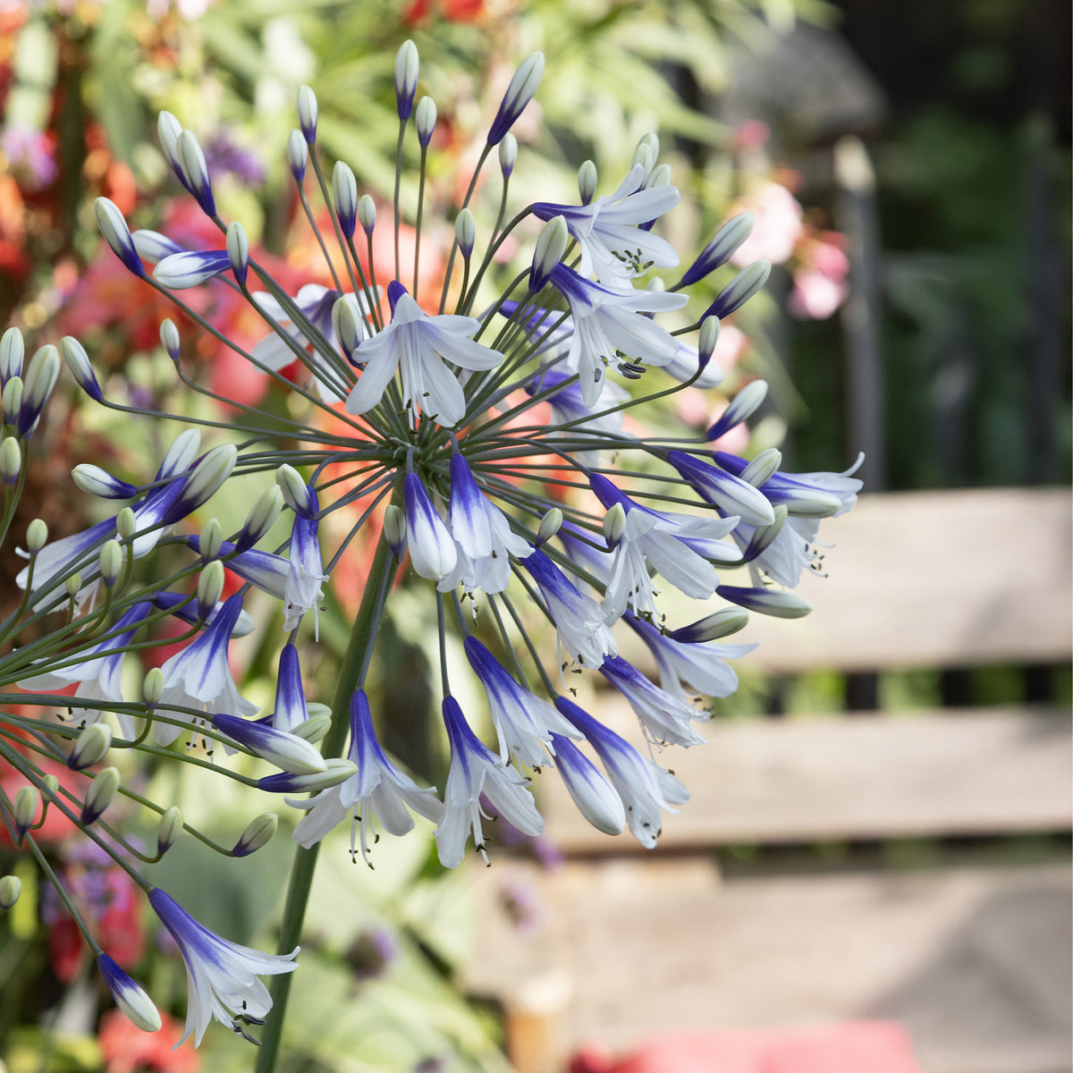 Agapanthus - Afrikaanse lelie 'Twister' - Agapanthus Twister