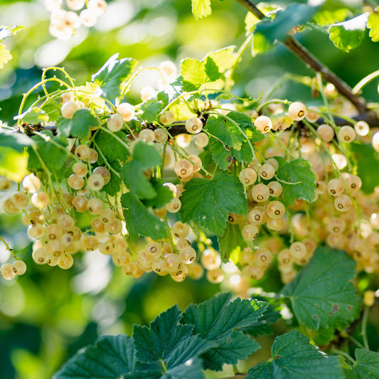Witte aalbes 'Blanka' (x2) - Bakker