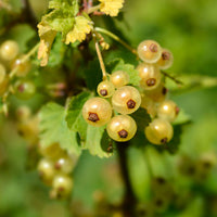 Witte aalbes 'Blanka' (x2) - Ribes rubrum Blanka - Bakker