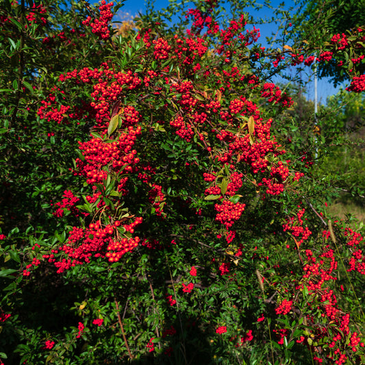 Vuurdoorn - rood - Bakker