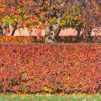 Heesters - Glanzende dwergmispel - Cotoneaster lucidus