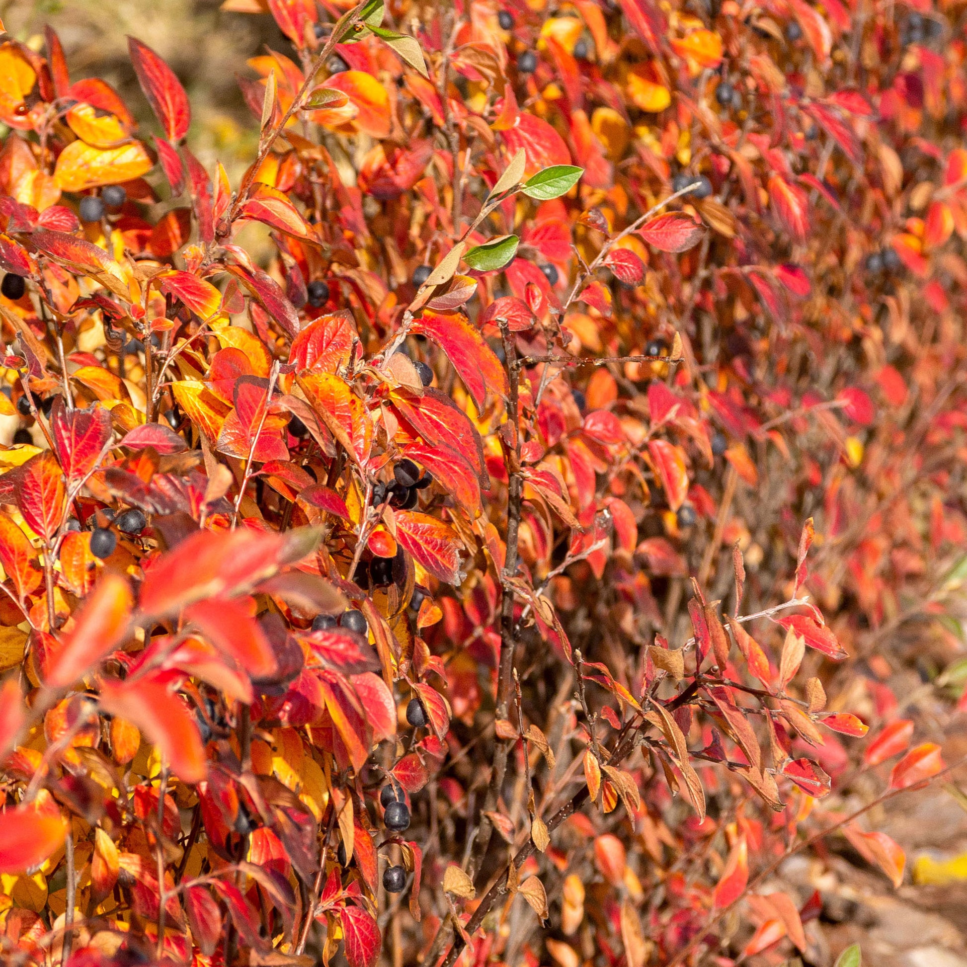 Cotoneaster lucidus - Glanzende dwergmispel - Heesters