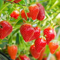 Aardbei ' Gariguette' - Fragaria x ananassa Gariguette - Bakker