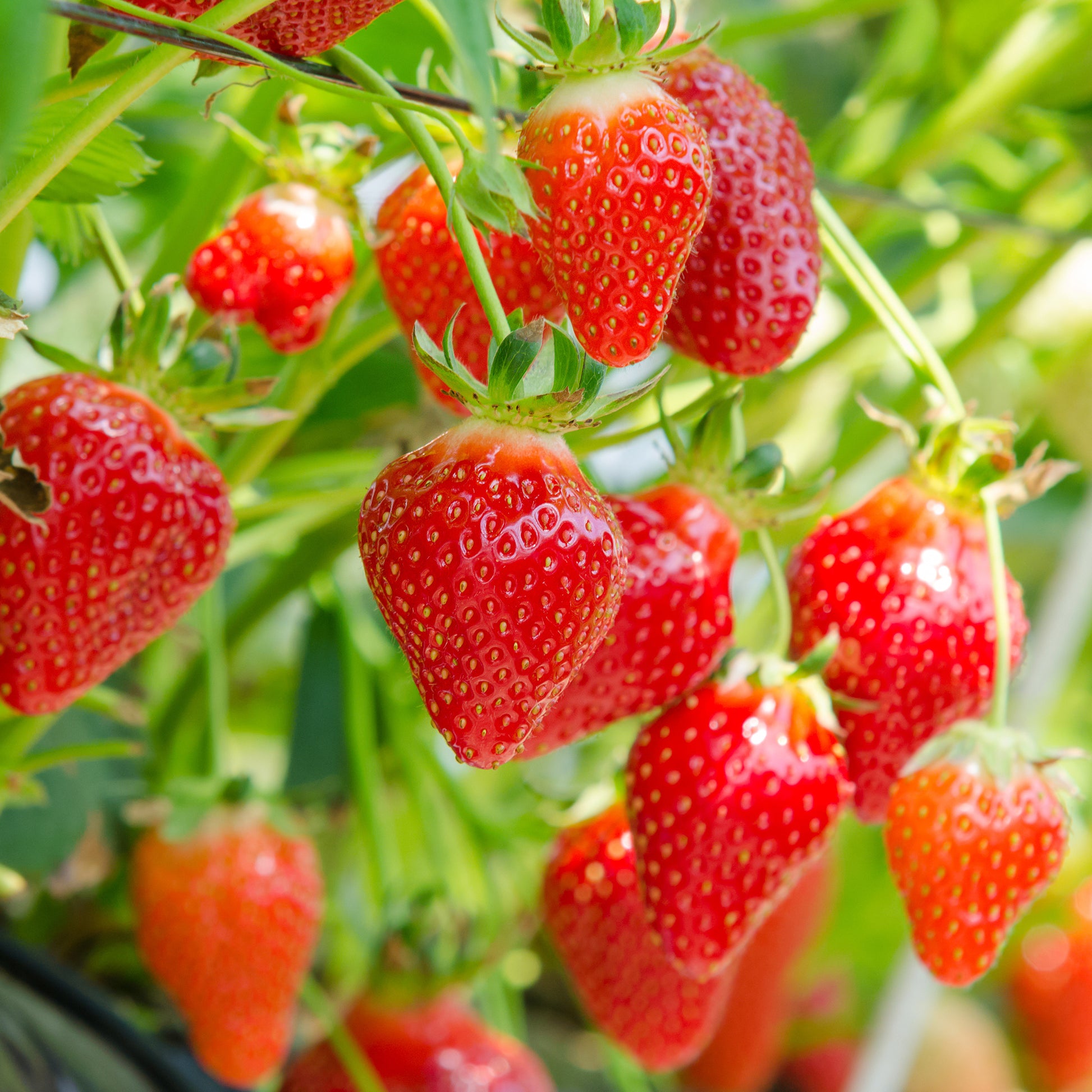 Aardbei ' Gariguette' - Fragaria x ananassa Gariguette - Bakker