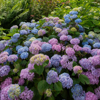 Boerenhortensia 'Tricolore' - Hydrangea macrophylla - Bakker