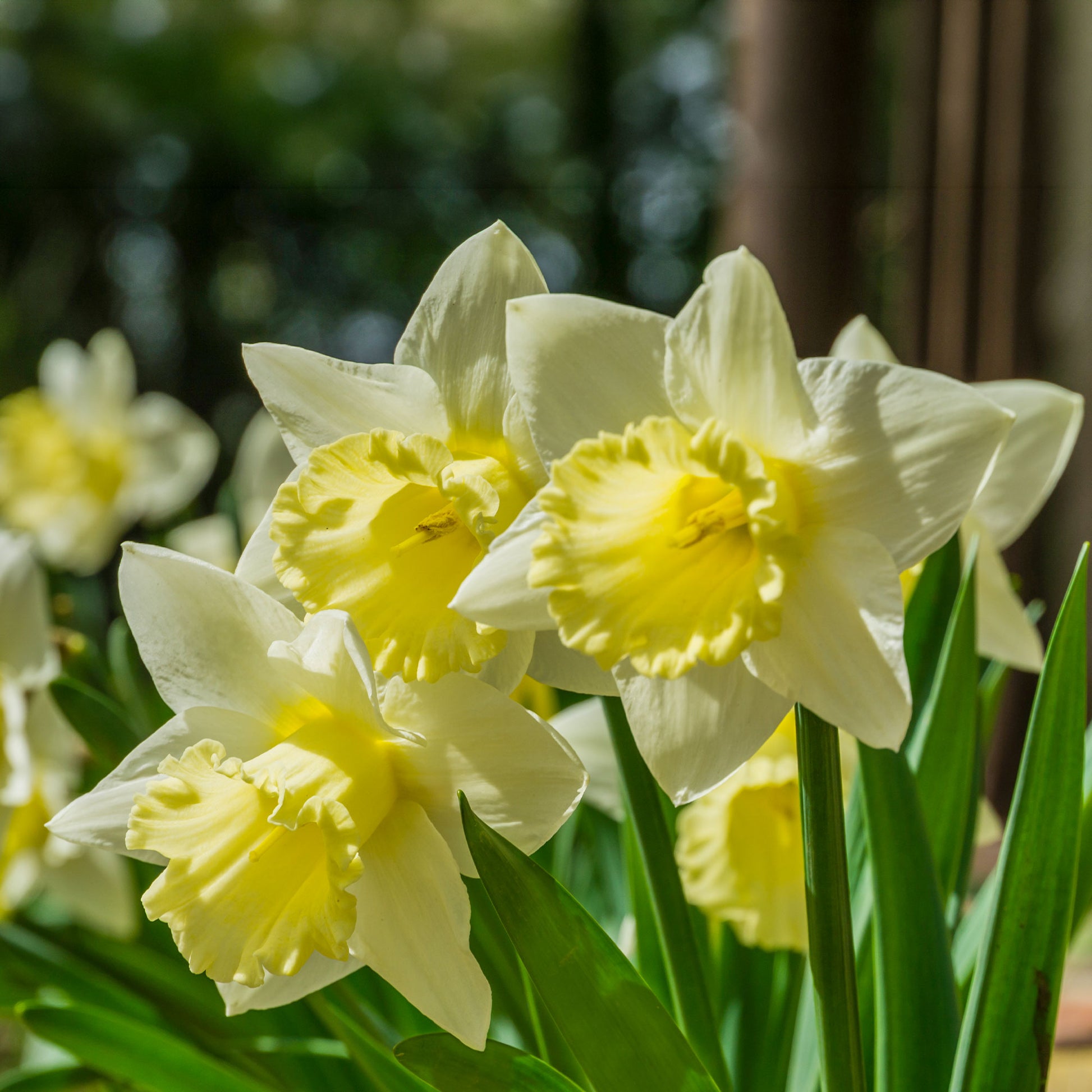 Narcissus goblet - Narcissen 'Goblet' (x10) - Narcissen