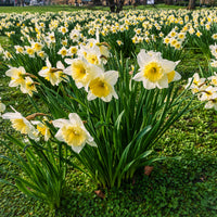 Narcissen - Narcissen 'Goblet' (x10) - Narcissus goblet
