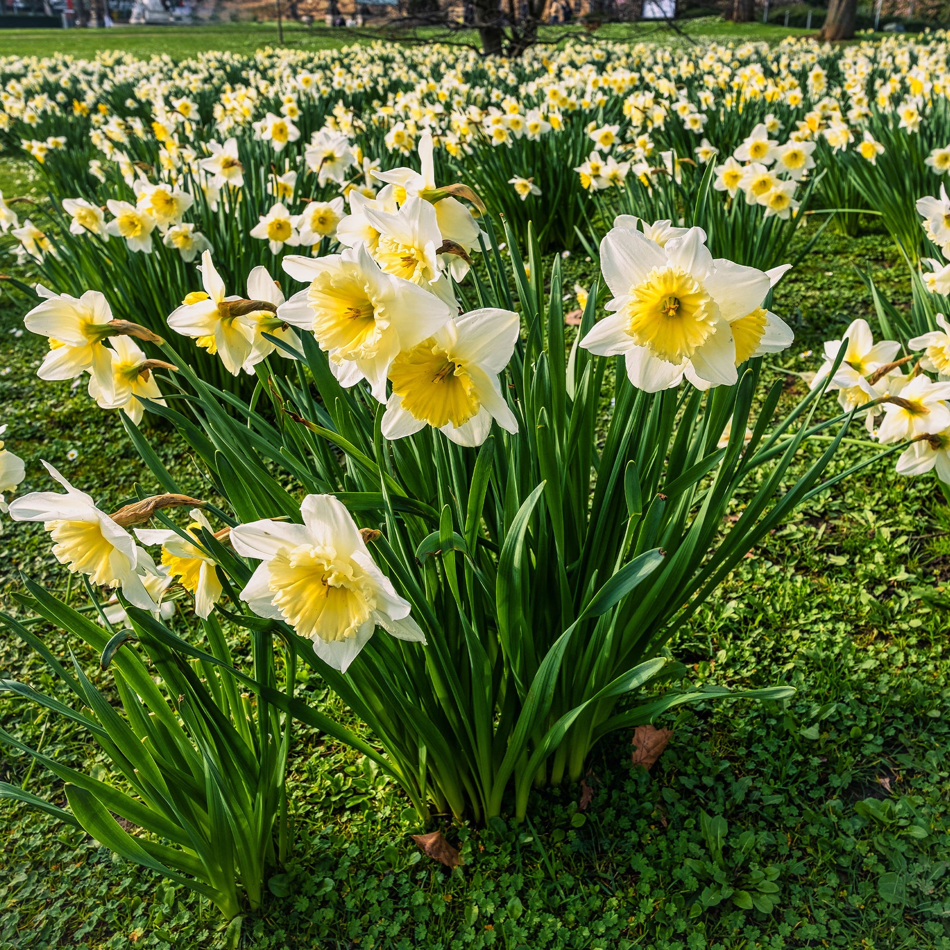 Narcissen - Narcissen 'Goblet' (x10) - Narcissus goblet