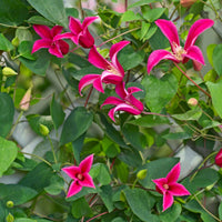 Bosrank 'Lady Diana'® - Bakker