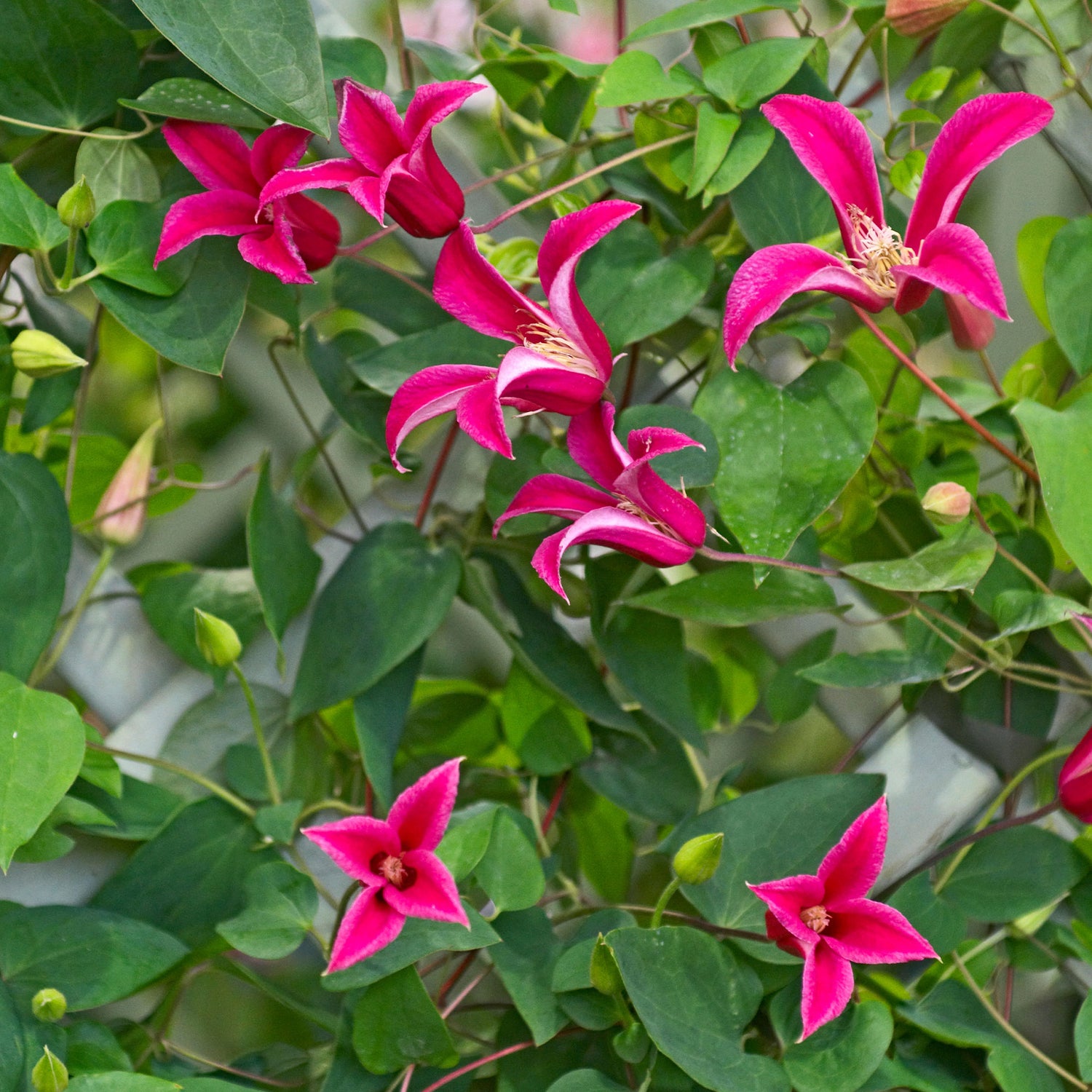 Clematis texensis - Texaanse bosrank