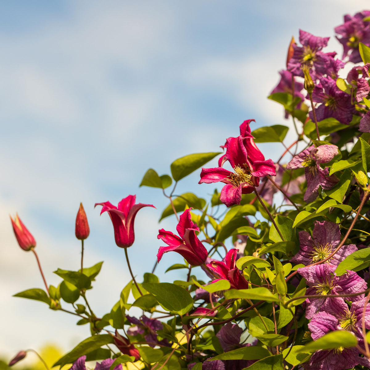 Bosrank 'Lady Diana'® - Clematis texensis Princess Diana ® - Bakker