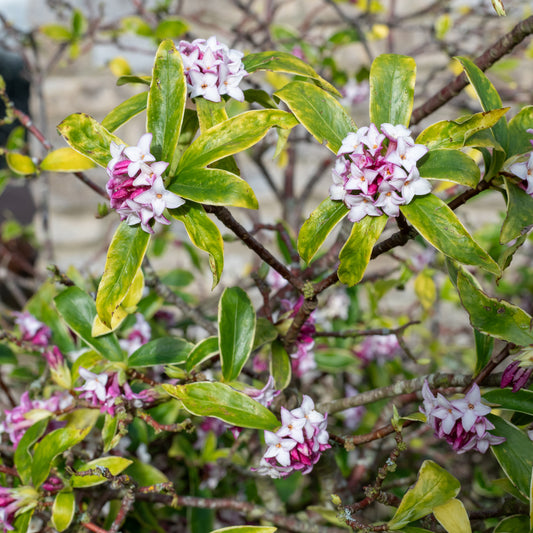 Peperboompje 'Perfume Princess' - Bakker