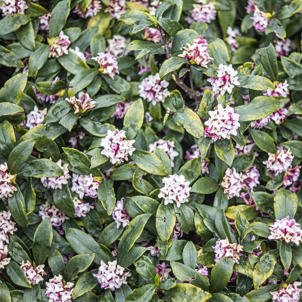 Peperboompje 'Perfume Princess' - Daphne x  odora x bholua perfume princess ® - Bakker