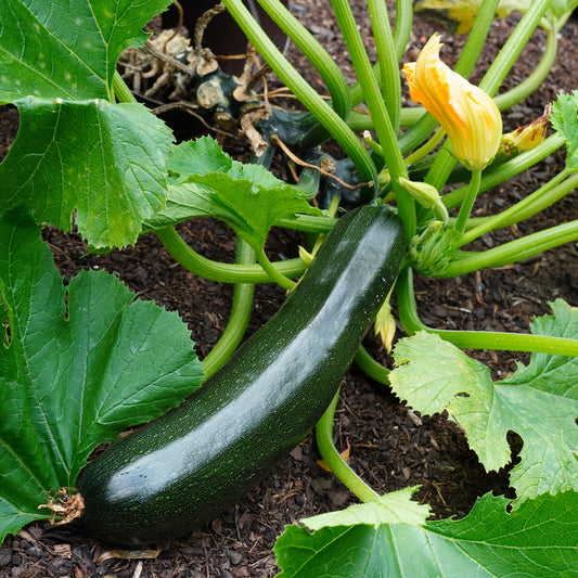 Courgette 'Tarmino F1' - Bakker