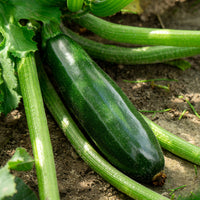 Cucurbita pepo tarmino f1 - Courgette 'Tarmino F1' - Moestuinplanten