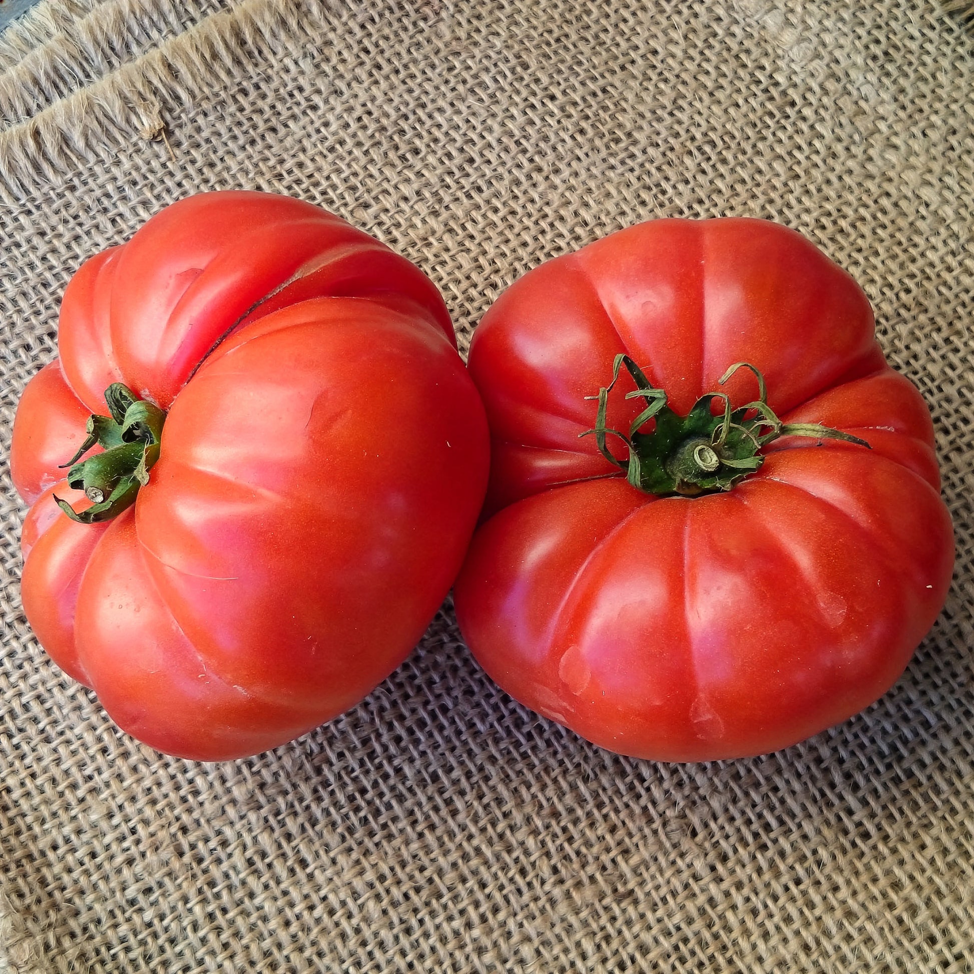 Tomaatplanten 'Marmande' - Solanum lycopersicum marmande - Bakker