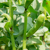 Peulvruchtenzaden - Tuinboon 'Witte Extra Vroeg' - Vicia faba blanche précoce