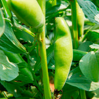 Verkoop Tuinboon 'Witte Extra Vroeg' - Vicia faba blanche précoce