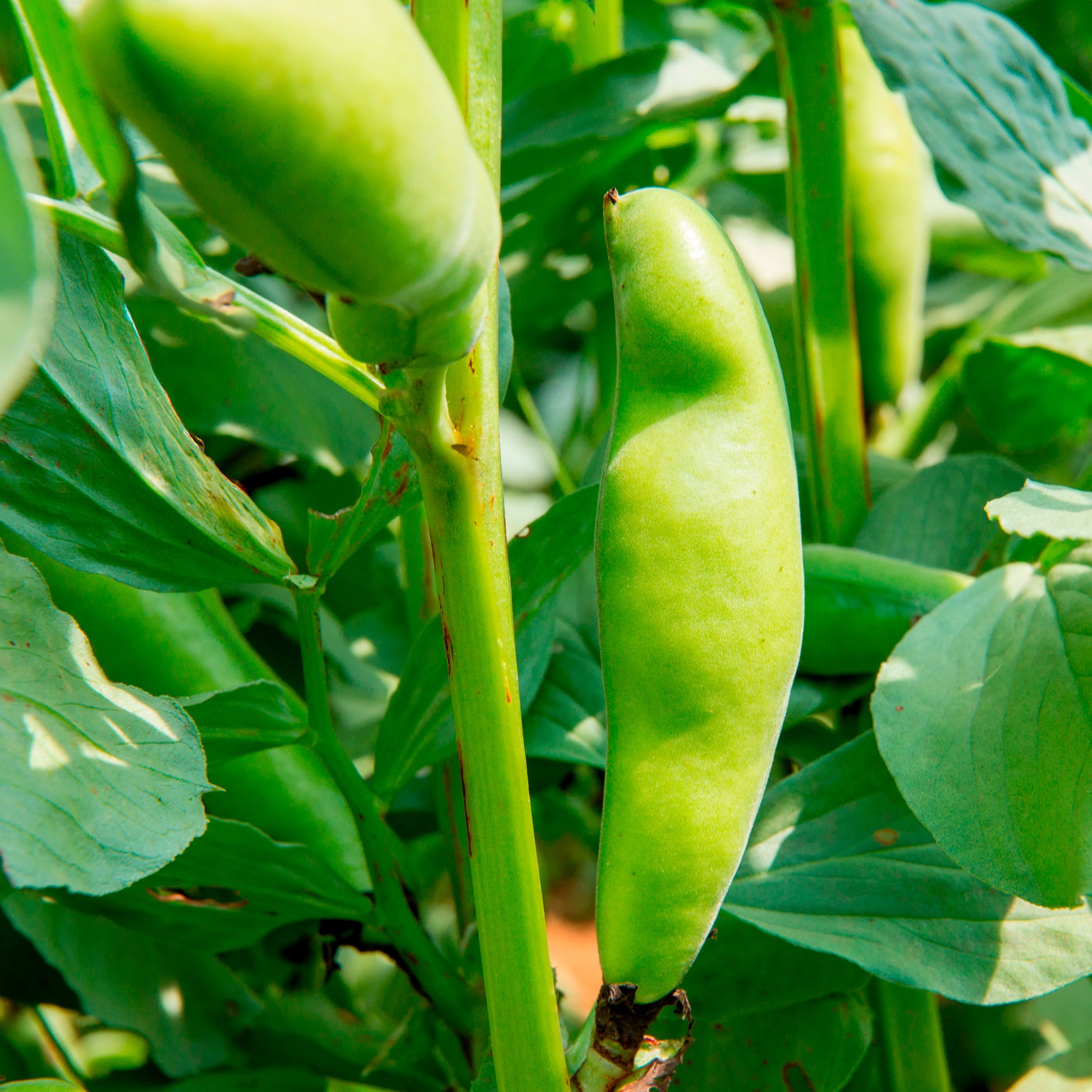Verkoop Tuinboon 'Witte Extra Vroeg' - Vicia faba blanche précoce
