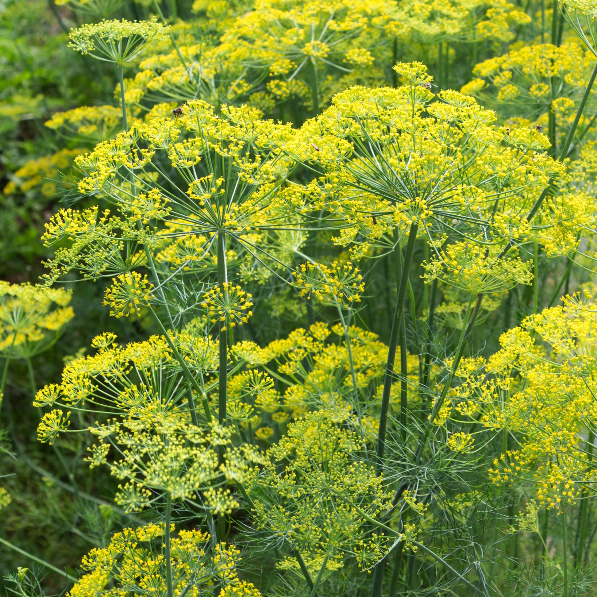 Verkoop Dille 'Bouquet' - Anethum graveolens bouquet
