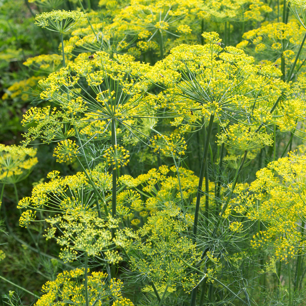 Kruidenzaden - Dille 'Bouquet' - Anethum graveolens bouquet