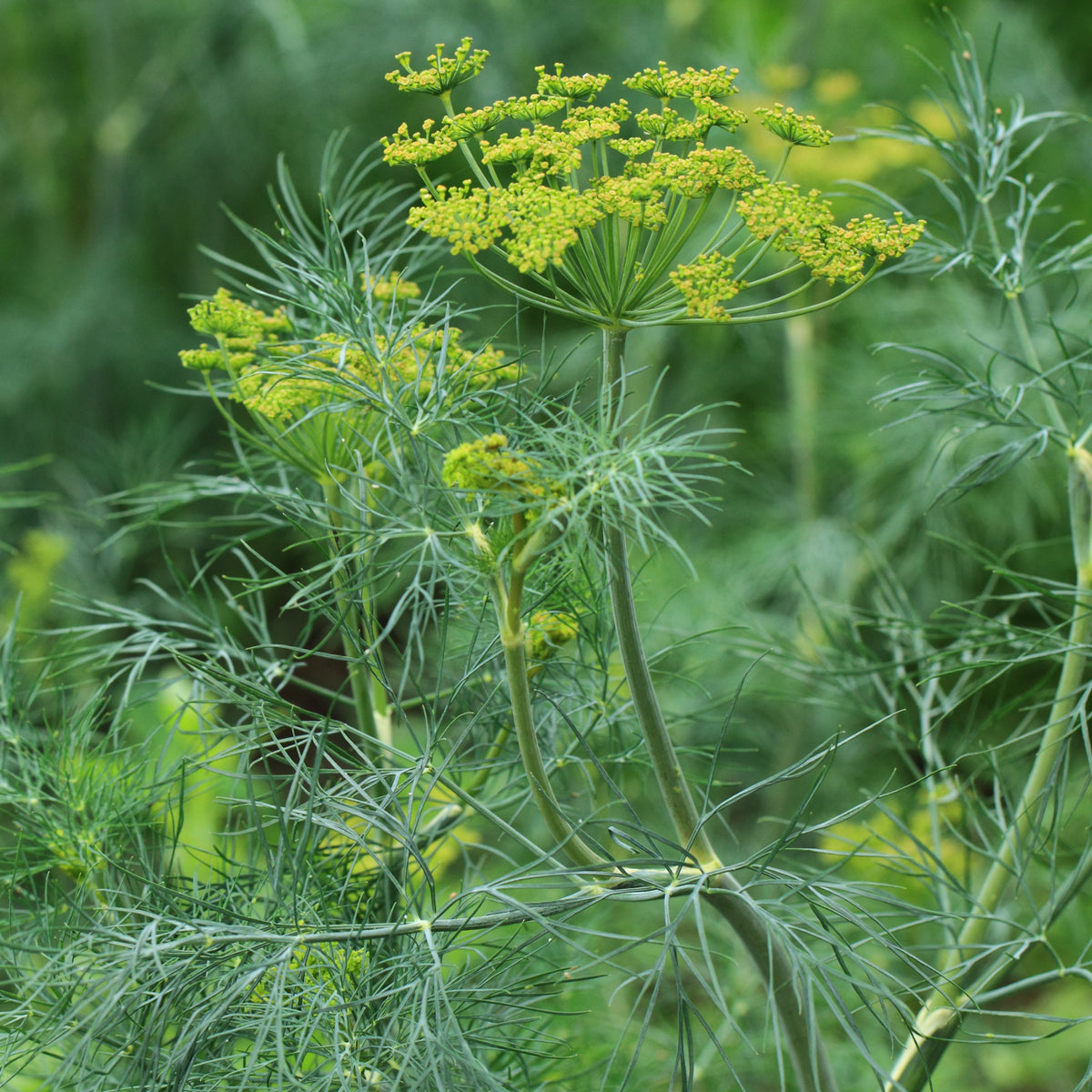 Anethum graveolens bouquet - Dille 'Bouquet' - Kruidenzaden