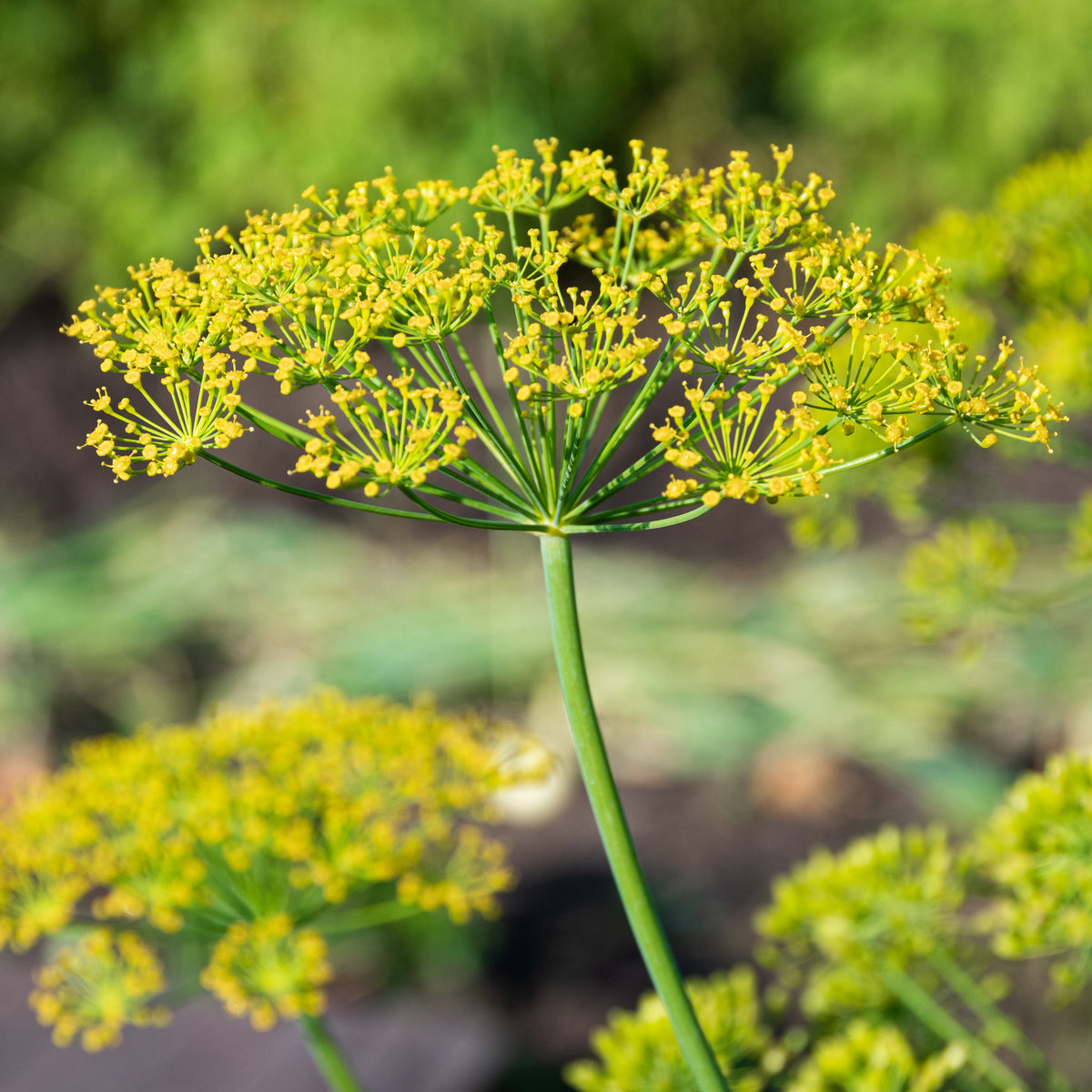 Verkoop Dille 'Bouquet' - Anethum graveolens bouquet