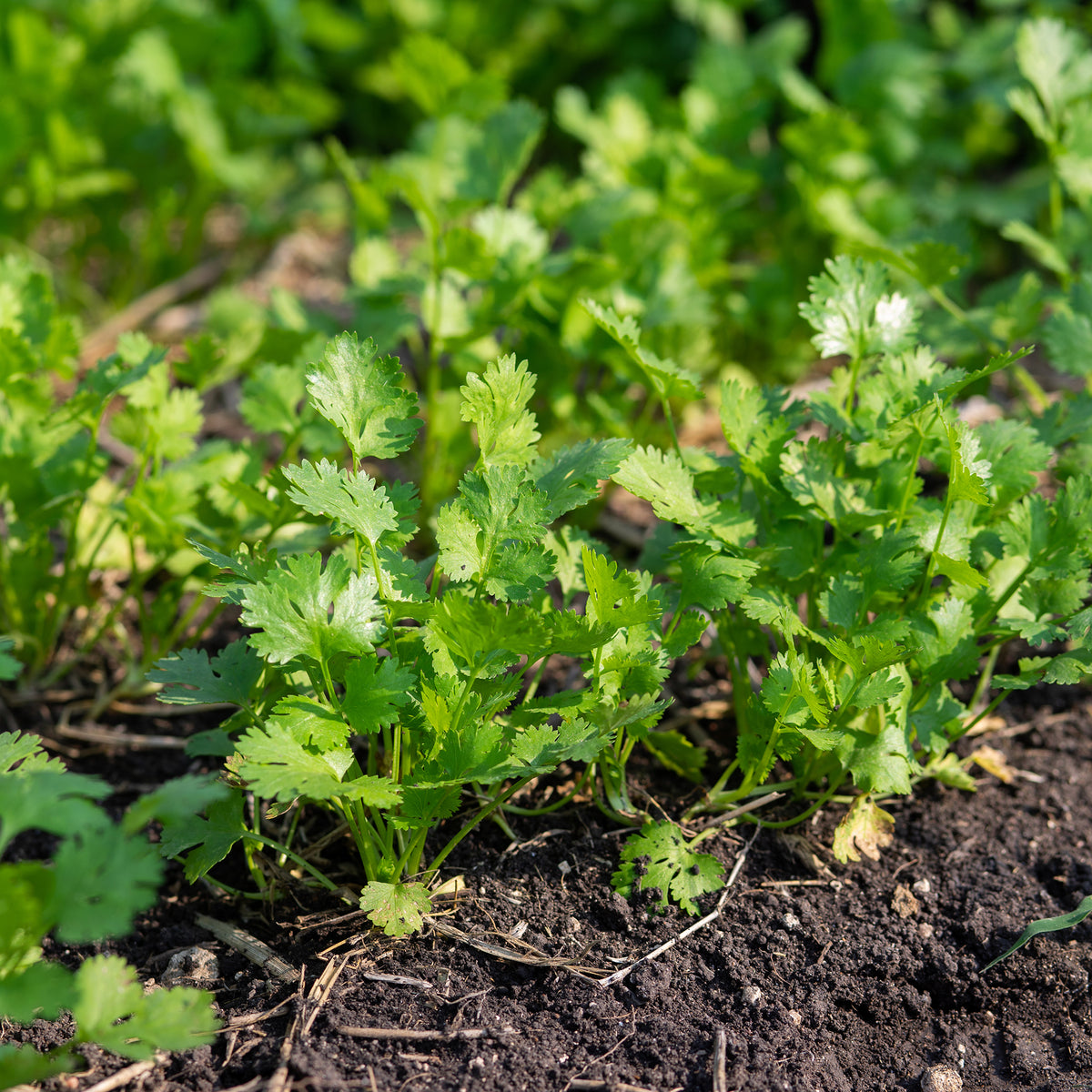 Coriandrum sativum slowbolting - Koriander 'Slowbolting' - Kruidenzaden