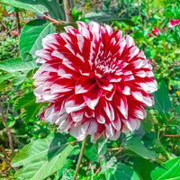 Dalia 'Fubuki' - rood / wit (x3) - Dahlia fubuki red and white - Bakker
