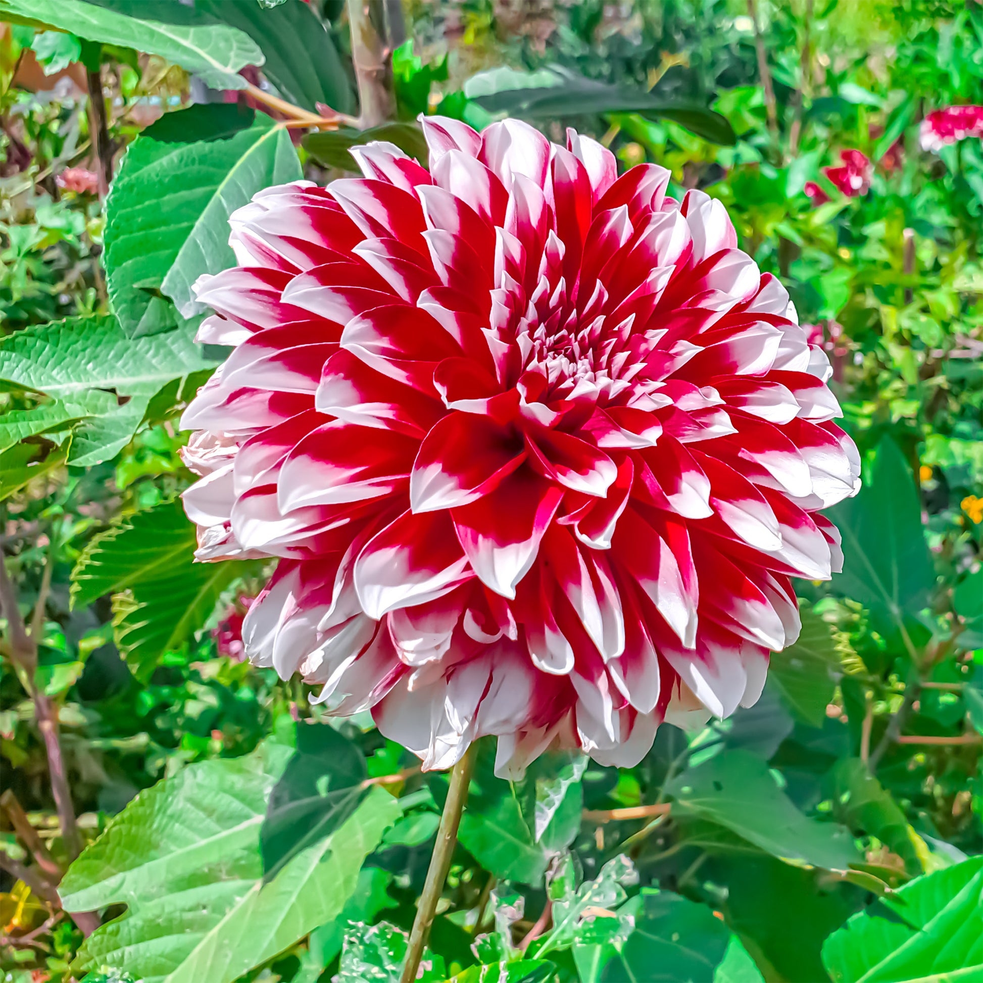 Dalia 'Fubuki' - rood / wit (x3) - Dahlia fubuki red and white - Bakker