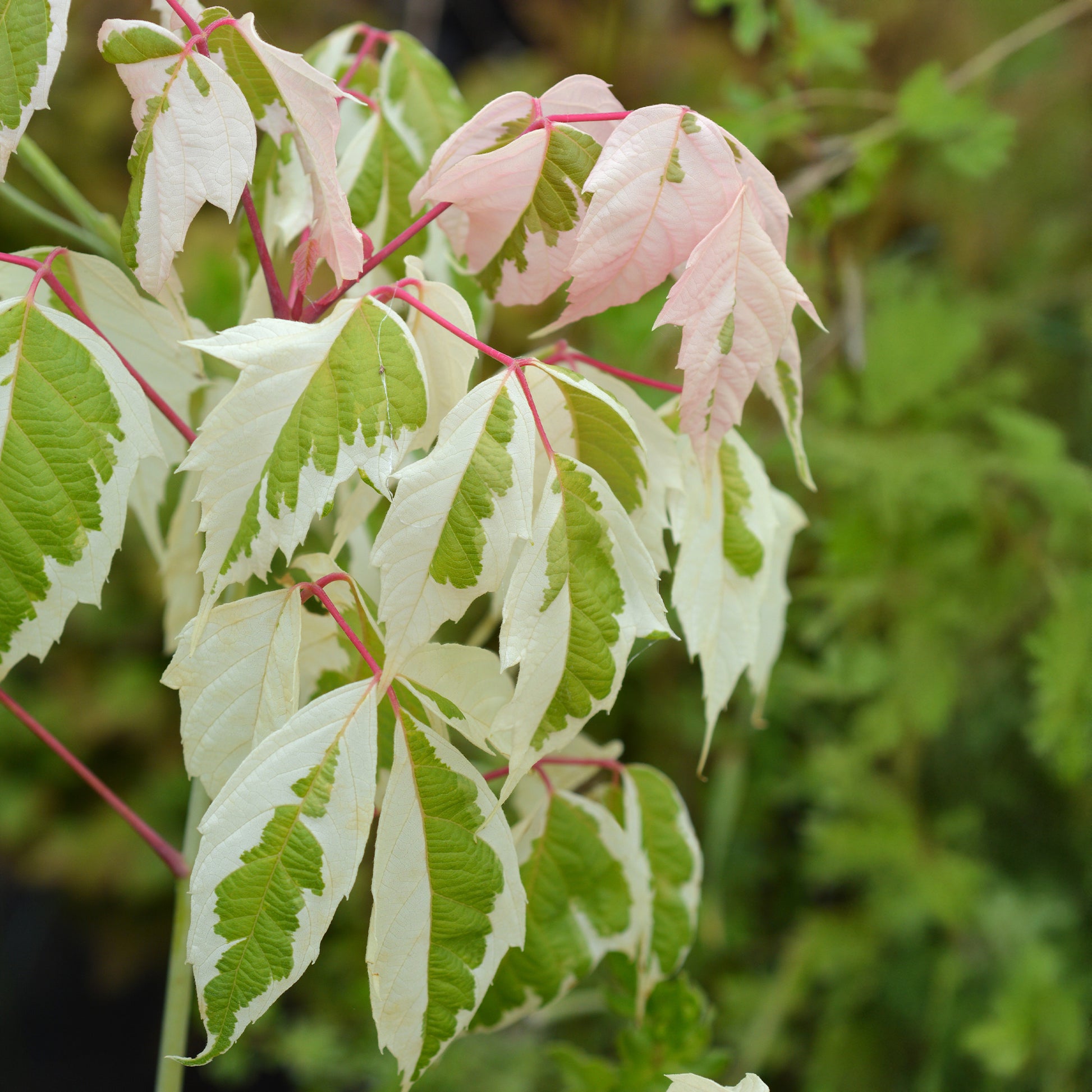 Snelgroeiende bomen - Veder Esdoorn - Acer negundo flamingo
