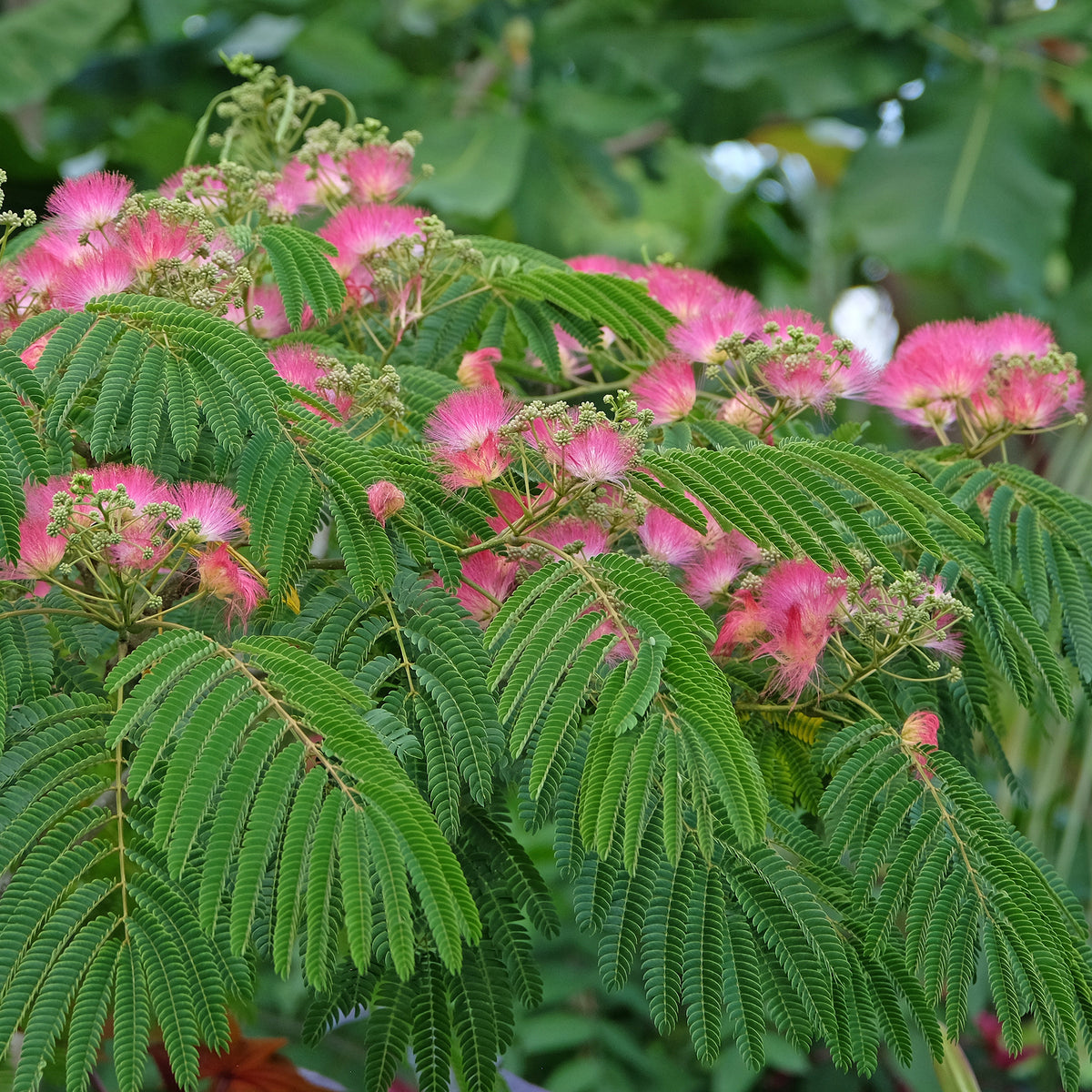 Perzische slaapboom 'Rosea'
