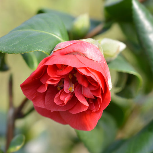 Japanse roos - dubbelbloemig - rood - Bakker