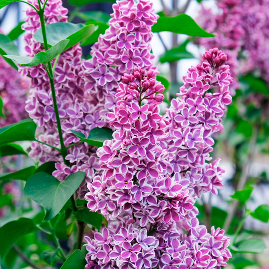 Sering 'Sensation' - Bakker