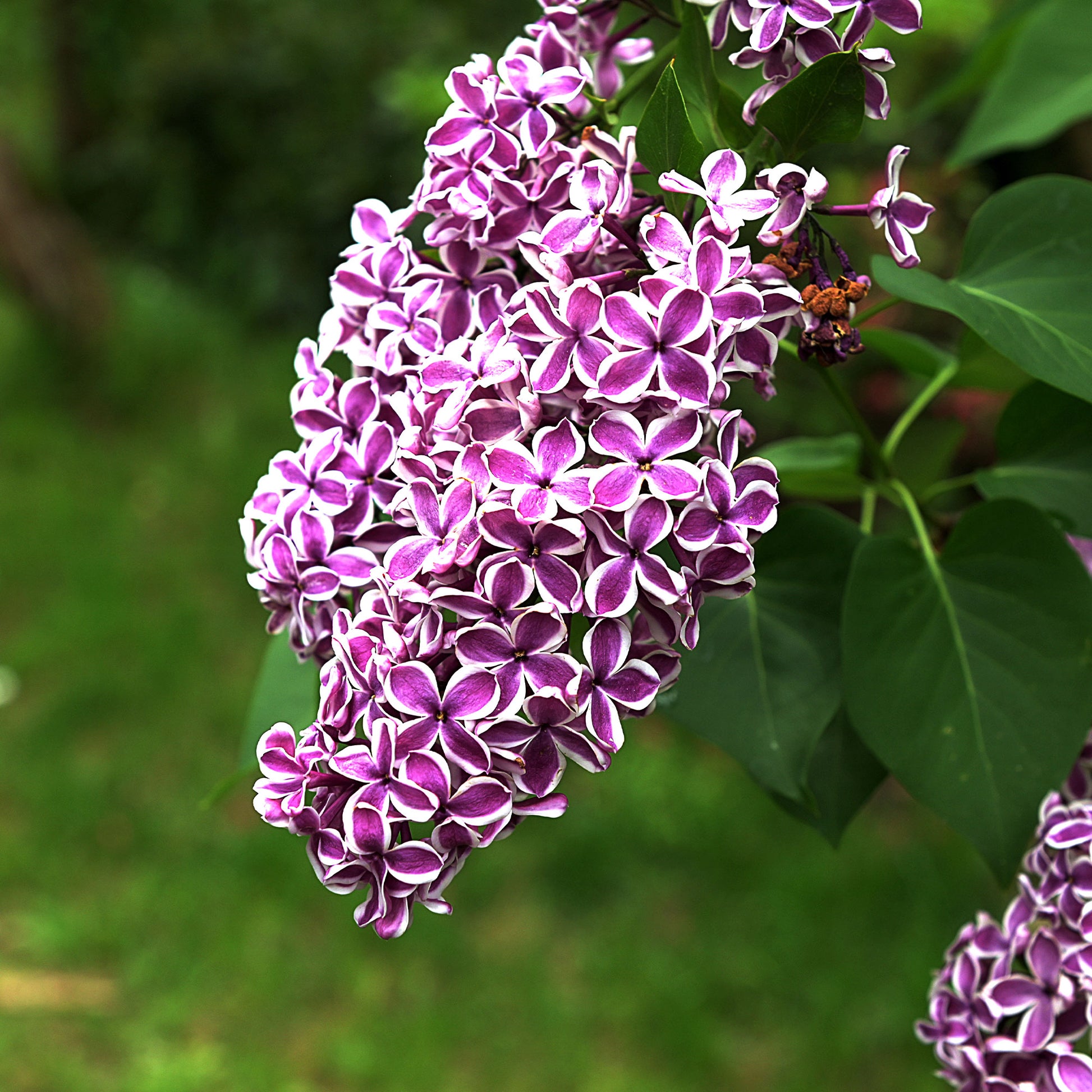 Syringa vulgaris sensation - Sering 'Sensation' - Sering