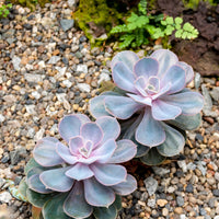 Echeveria Pearl van Neurenberg