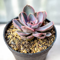 Echeveria Pearl van Neurenberg