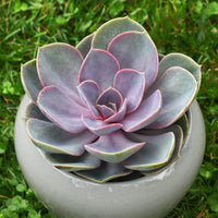 Echeveria Pearl van Neurenberg