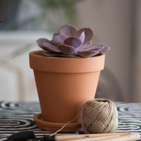 Echeveria Pearl van Neurenberg