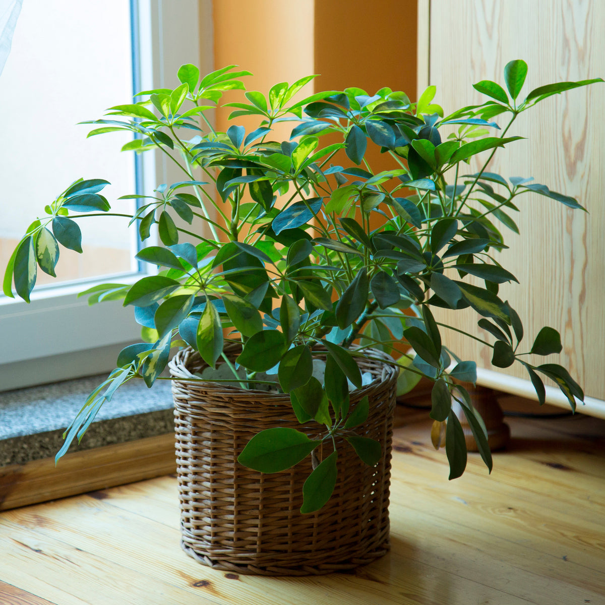 Vingerplant - Schefflera arboricola - Bakker